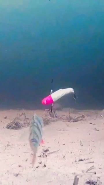 #рыбалка #раттлин #окунь #судак #fishing #fish #рыба #2025 #глухо? смотреть онлайн