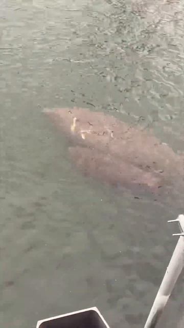 Выходные дни, прогулка на каяке🛶, рыбалка🎣…#тракдра смотреть онлайн