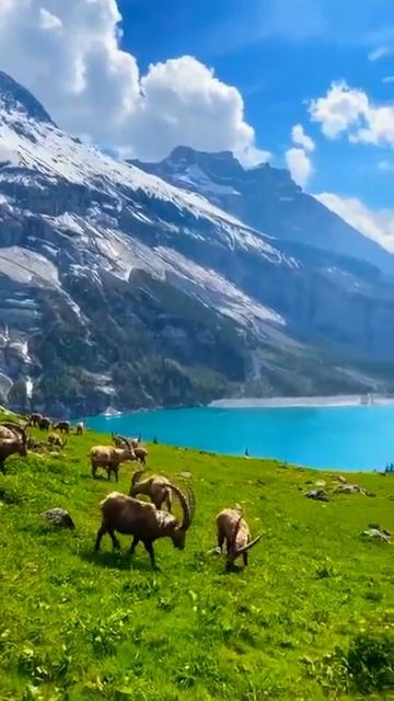 Oeschinen Lake in Switzerland.зеро Эшинен-Зе в Швейцарии. смотреть онлайн