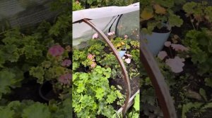 Зонартики. Как вырастить большие кусты зонартиков