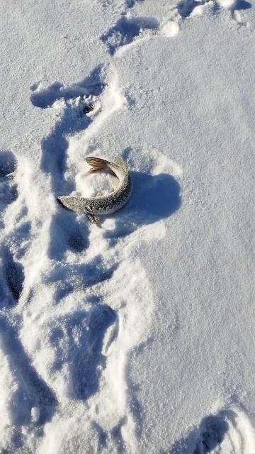 11 ноября 2023 г Зимняя рыбалка. балансир смотреть онлайн