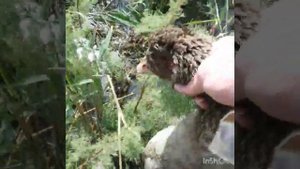 Охота на гуся в дагестане