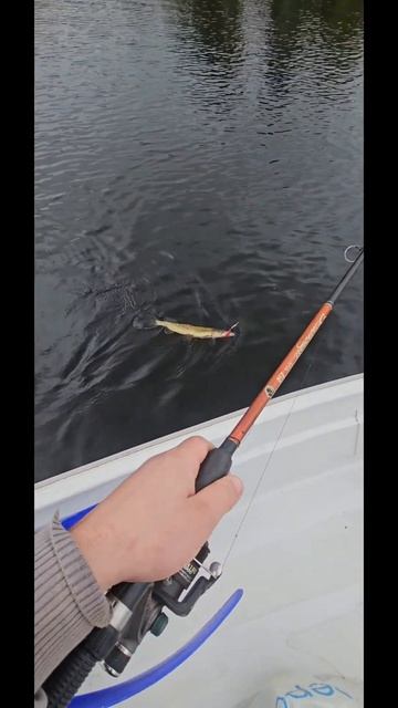 Хороший клев щуки - на вертушку🐟👍🐟 #nature #рибалка #щу? смотреть онлайн
