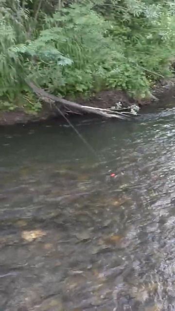 1816 Поймал Рыбу Хариус место Ива #дмитрийяков #рыбалка # смотреть онлайн