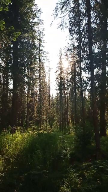 УХА ТАЕЖНАЯ ПЕЧКА ЧАЙ #уха #печка #печь #survival #bushcraft #outdoor смотреть онлайн