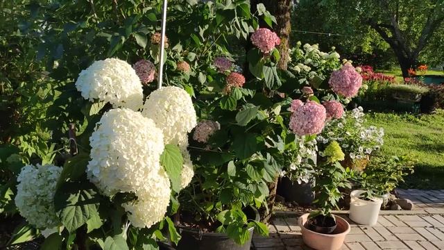 6 июля 2024 г Я на даче 🌿Гортензии,петунии,огурцы ,кабач? смотреть онлайн