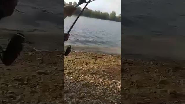 Рыбалка🎣, клюнул сом на живца 2022г. #fishing #рыбалка #angeln #p смотреть онлайн