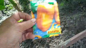 Перец сорта "РЫЖИЙ ХВОСТ" растёт в Теплице!!! Обязатель?