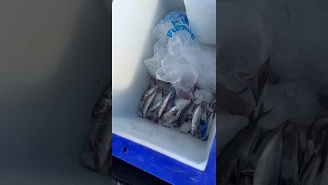 Часть 1. Морская рыбалка. Троллинг #rec #fishing #врек #travel #shor смотреть онлайн