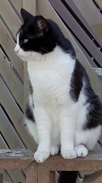 На заборе кот сидит и повсюду он глядит 😸 Смешные кот? смотреть онлайн