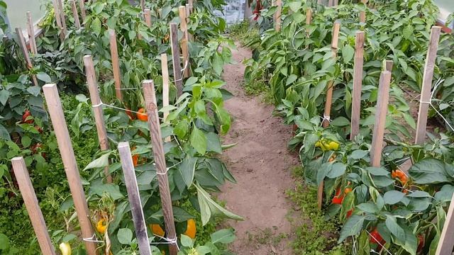 Вечерние болталки или Просто поговорим. Ну и немного п смотреть онлайн