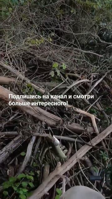 Клыкастая внучка на воблер😄! Ловля ЩУКИ на Рейне!#рыб? смотреть онлайн