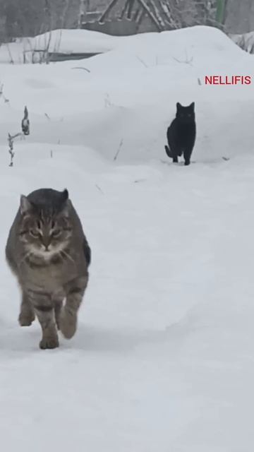 ВЕРНУСЬ😻ПОЗОВУ СВОИХ🐾ТЫ КОТ👀У ТЕБЯ ЕСТЬ ДОМ🏠#CATFAMI смотреть онлайн