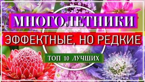 МНОГОЛЕТНИКИ🌺🌱 10 СУПЕР ЭФФЕКТНЫХ Многолетников 🌹 Незаслуженно РЕДКИХ, Но НЕВЕРОЯТНО Красивых💕