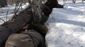 НАШЁЛ БЕРЛОГУ В ТАЙГЕ / КАК ВЫГЛЯДИТ МЕДВЕЖЬЯ БЕРЛОГА /