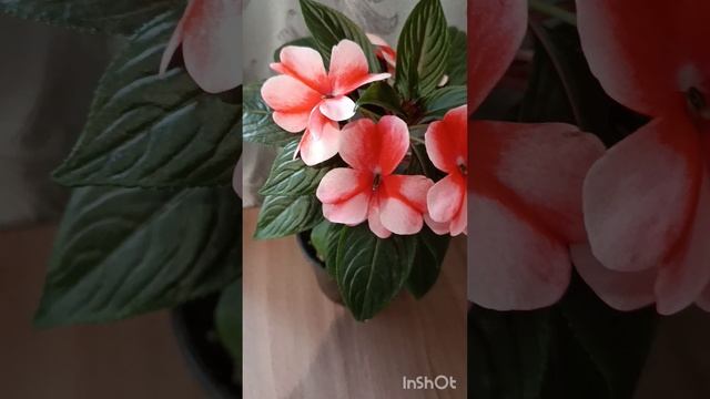 Бальзамин новогвинейский Bicolor