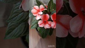 Бальзамин новогвинейский Bicolor