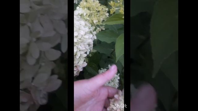 Гортензия метельчатая Пиксио #hydrangea #гортензияалматы #