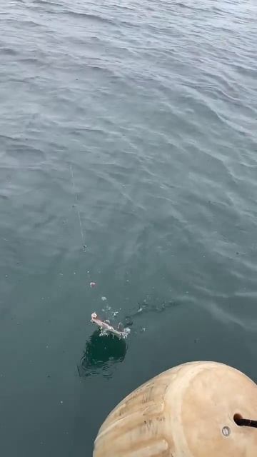 Путешествия по России и Миру✈️ #юмористическийконте? смотреть онлайн