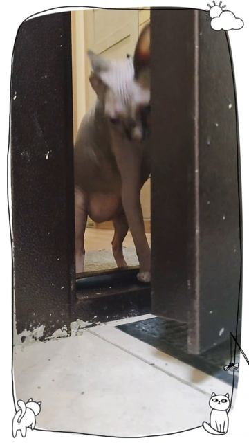 Дом там, где тебя ждут ❤️!Мисс Ню и Мистер Кискинс. #ко? смотреть онлайн