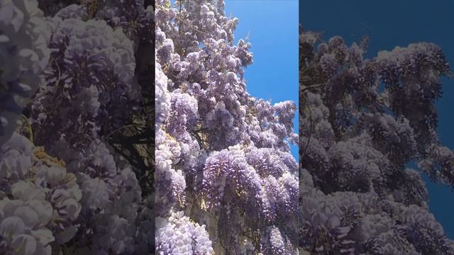 СМОТРИ, КАКАЯ КРАСОТА!
СИРЕНЕВОЕ НАСТРОЕНИЕ КРЫМА🌸🌸🌸 смотреть онлайн