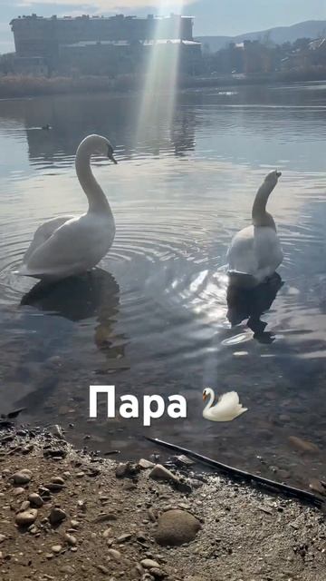 Лебеди 🦢 #лебединоеозеро #горячийключ #краснодарский смотреть онлайн