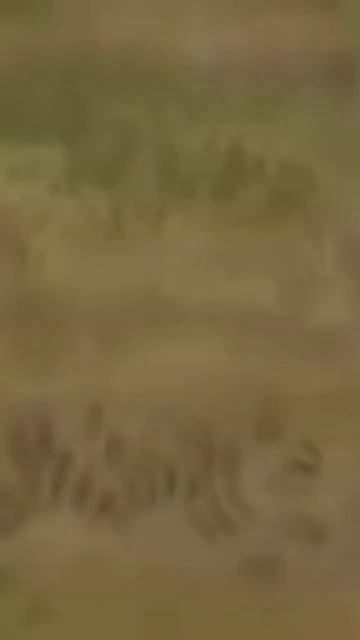 НЕЕЕТ,МОЙ БАЗАЛЬТ ЖМЫХ ЭФФЕКТ #барбоскины #барбоскины? смотреть онлайн