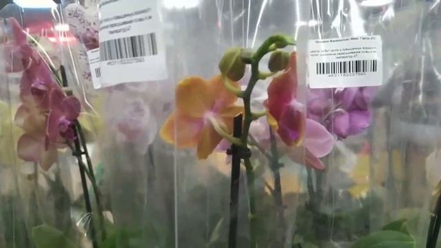 Красивые орхидеи и коты в Мегастрое на пр. Победы г. Ка? смотреть онлайн