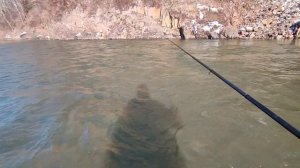 "Синий"хариус выходного дня💪😎#fishing #рыбалка #хариус #e