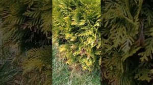 Почернела хвоя у туи, в чём или в ком причина. #сад #дача