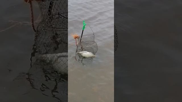 #рыбалка #фидер #ночёвка #р Кама 👍 смотреть онлайн