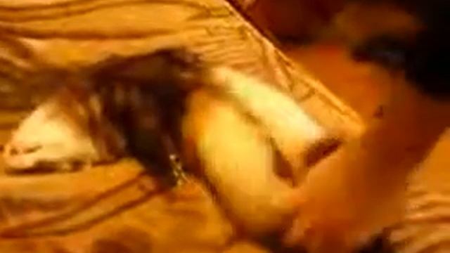 Спящий хорек смотреть онлайн