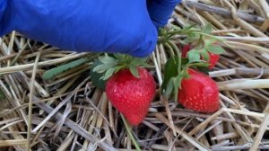 Крупноплодная клубника МОСКОВА Karrita//Купить саженцы к?