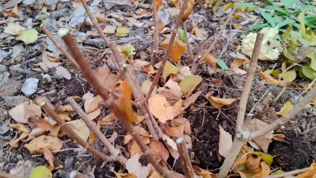 19.10.24. Обрезка метельчатых гортензий для роскошного цв смотреть онлайн