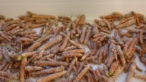 Набрали молодые побеги сосны. Будем оздоравливаться.