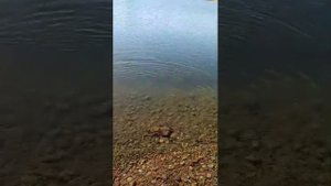 Мормышинг на Ангаре, очередная форель на сверх лëгкую