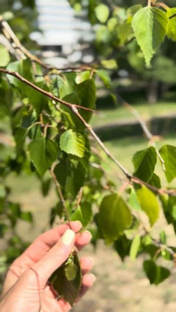 #берёза #эфирноемасло развивает: #решимость #заземлени смотреть онлайн