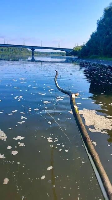 Путешествие по томи и улов на малявочник #fishing #рыбалка смотреть онлайн