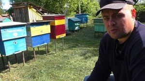 Отводок на старую матку! Поможет ли он вийти семье из роевого состояния?