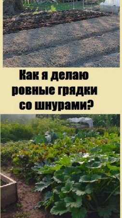 Грядки на огороде размечаю по шнурам - это несложно, посмотрите!