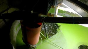 Осётр ЛенКа. Выращивание осетров на натуральном и жив?