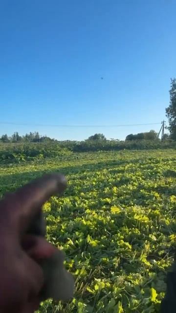 Ухаживаем за участком, закосили ~4,5 Га борщевика. Земля смотреть онлайн