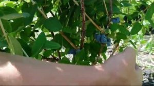 Жимолость. Сорт БОРЕАЛ БИСТ.