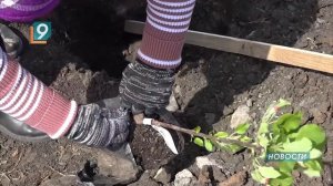 Белгородский свинокомплекс "Сибагро" заложил свой "Сад памяти"