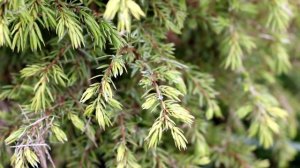 Можжевельник Обыкновенный: Лечебные Свойства и Приме?