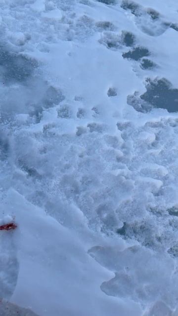 Морской налим 👍 #рыбалка #охотскоеморе смотреть онлайн