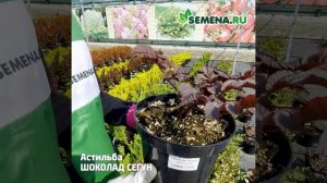 Астильба Шоколад