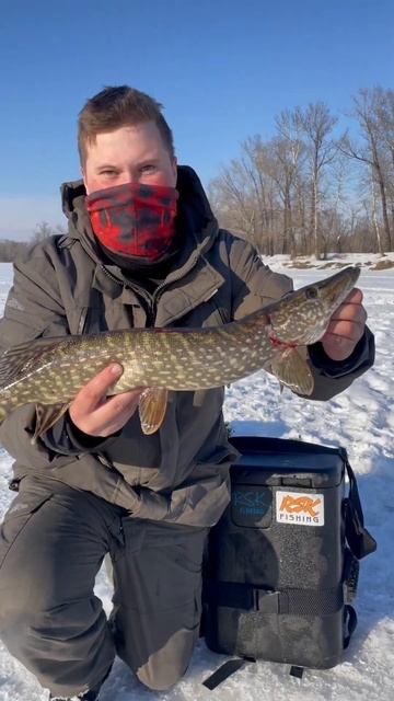 Поймал зачётную щуку на жерлицу! #щука #рыбалка #RSK #пой? смотреть онлайн