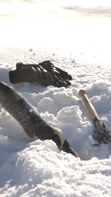 🤔 Рыбалка на Крайнем Севере. Крупные окуни смотреть онлайн