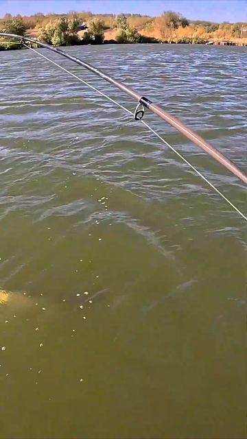 ОТ СТРАХА ВЫПРЫГНУЛ ИЗ ЛОДКИ!!! Ну почти!!! 😱😱😱 #рыбал смотреть онлайн